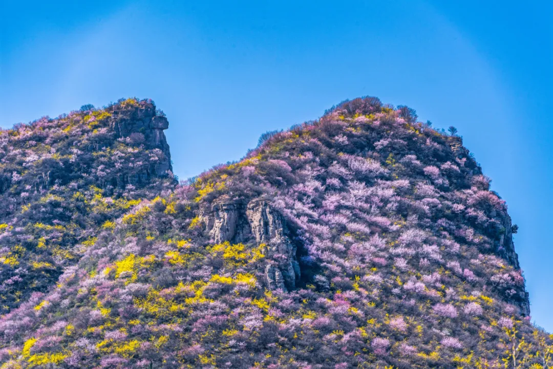 看直播，送门票 丨 新安县景区80