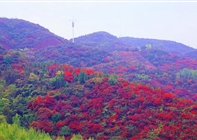 冬已至，秋未远，错过美景又要等