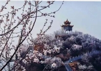 官宣：【第1期 荆紫仙山花情预报