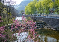 踏青赏花季 丨 来龙潭大峡谷，荆